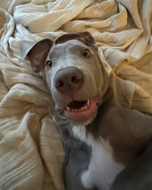 Moose