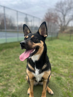Nova