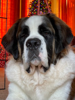 Louie