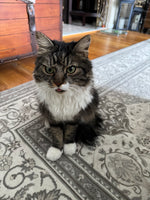 Mitzi