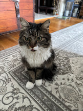 Mitzi