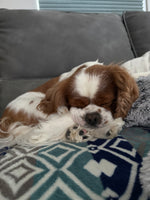 Cooper