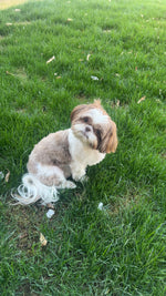 Molly