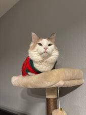Mochi