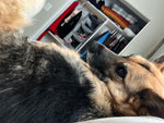 Stella