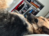Stella