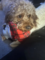 Koda