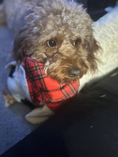 Koda