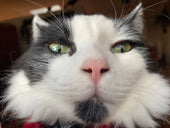 Finn