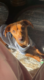 Canela