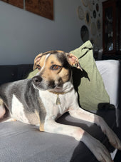 Apolo