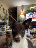 Rolo