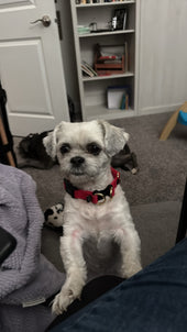 Dolly