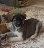Kuma