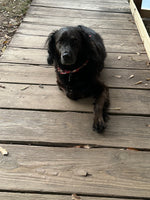 Willow