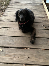 Willow