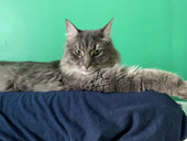 Meeko