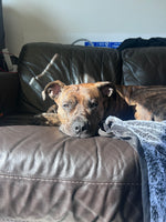 Kona 