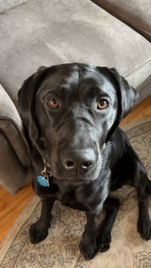 Knox