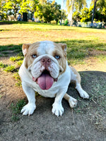 Lola