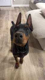 Rambo