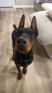 Rambo