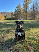 Bruce