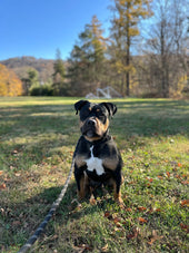 Bruce