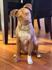 Bowie