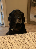 Scout