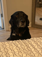 Scout