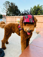 Bruno 