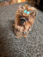 Daisy