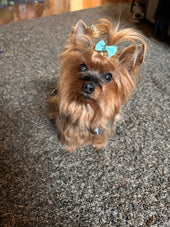 Daisy