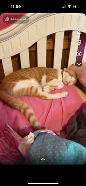 Simba 