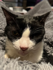 Tuxedo (Tux)