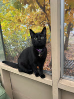Prue