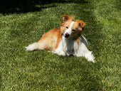Fergus