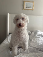 Charlie
