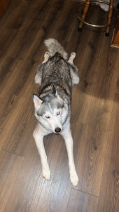 koda 