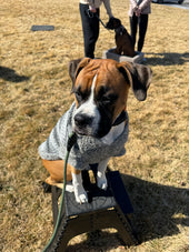 Gus