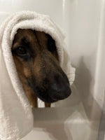 Oso