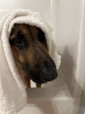 Oso
