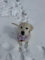 Lucy