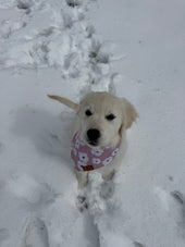 Lucy