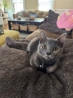 Kitten
