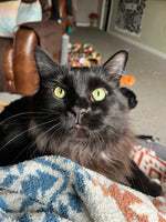 Harlan