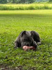 Diesel