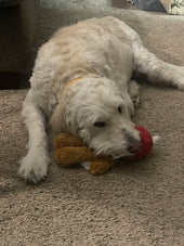 Sammy