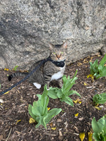 Kittu
